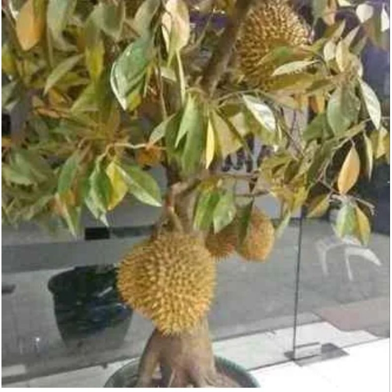 bibit durian bawor kaki 3 cepat berbuah
