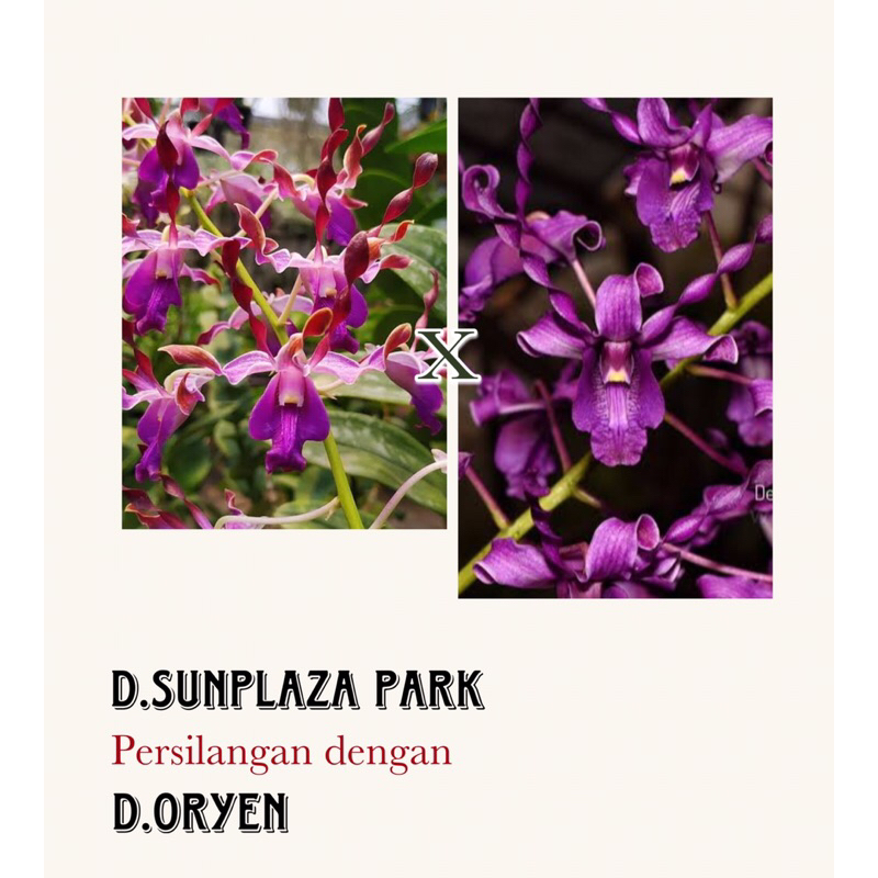 Dendrobium keriting dewasa (id koleksi)