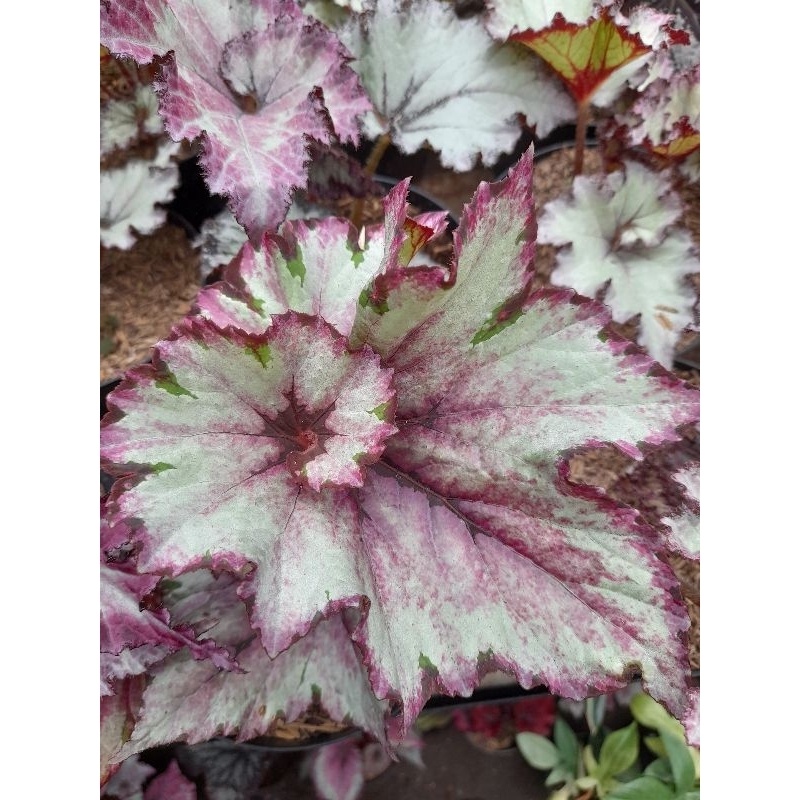 Tanaman Begonia Keong Pink Corak / Begonia Rex Pink Silver