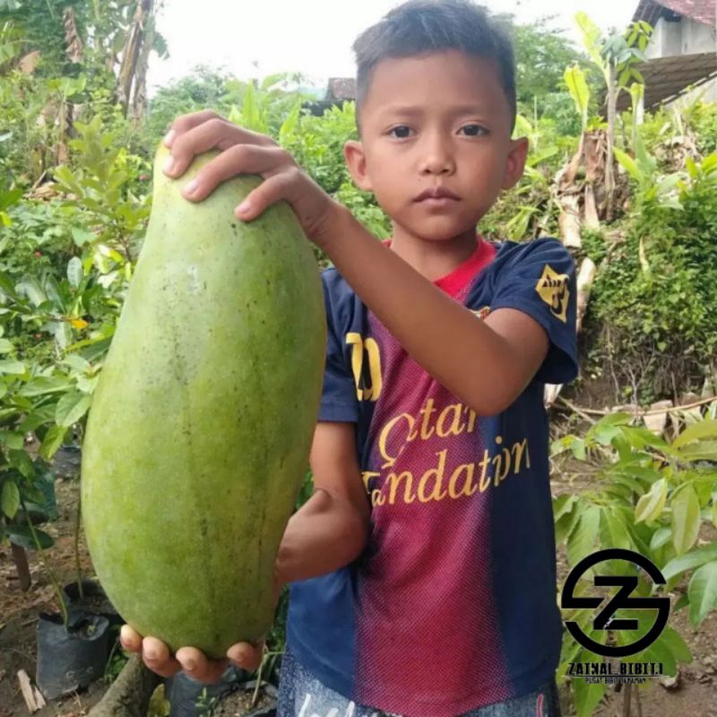Bibit mangga mahatir super jumbo