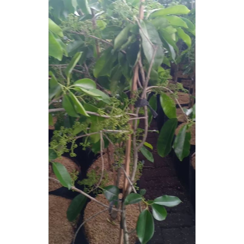 Tanaman pohon juwet putih berbunga murah