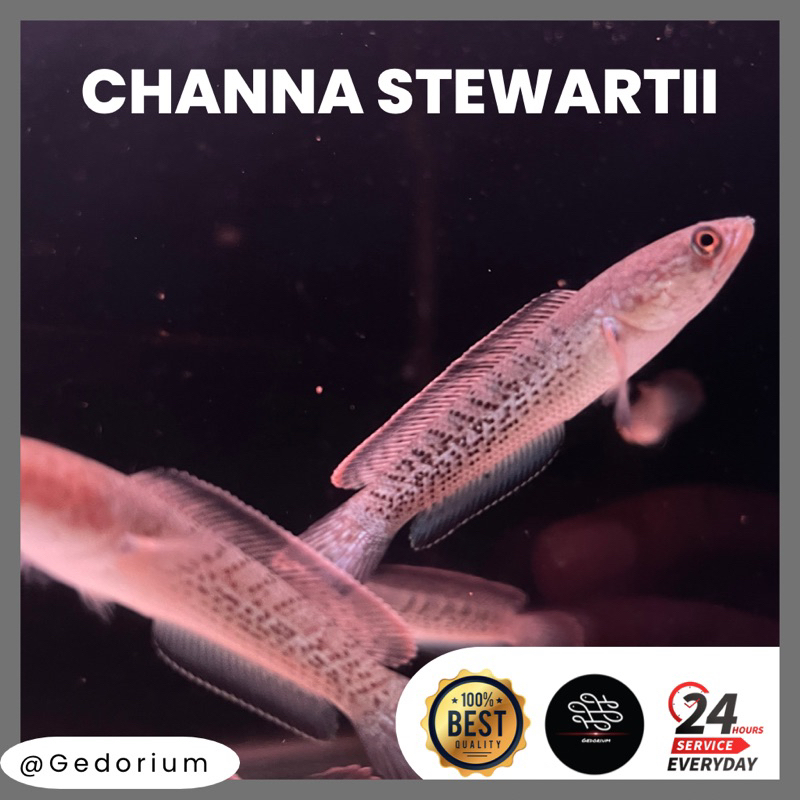 Channa Stewarti/Stewartii/Stewarty Grade A (Bisa COD) garansi hidup