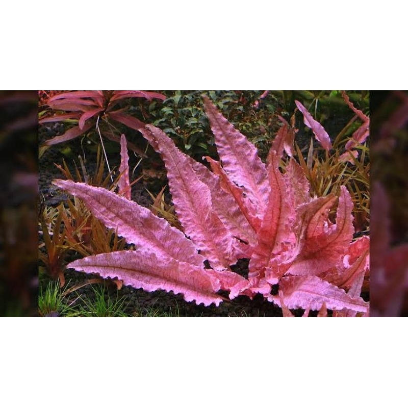 Cryptocoryne flamingo dennerle pink