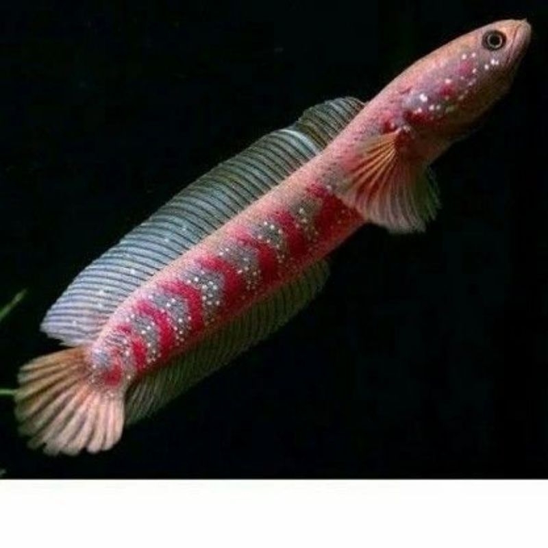 ASIATIKA HIASAN AQUASKEP 6/10CM