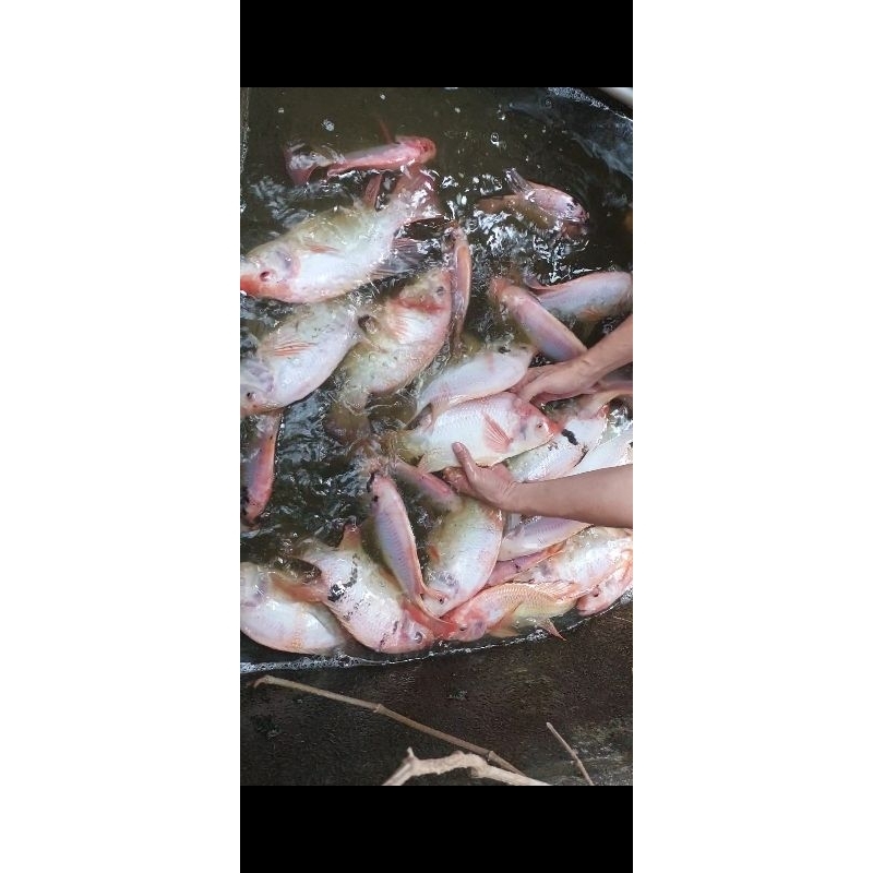 

ikan nila konsumsi jaktim