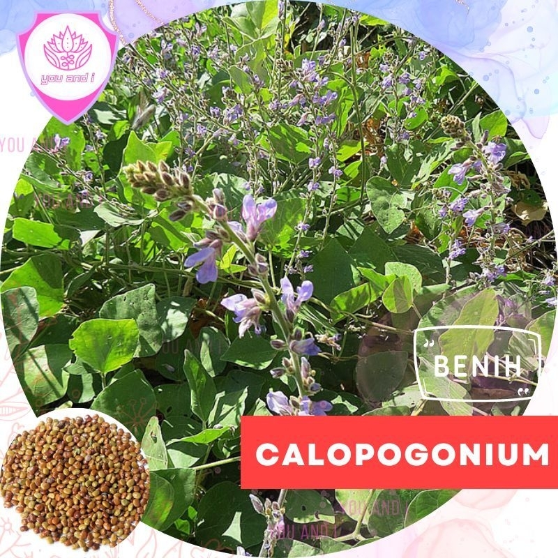 Benih Calopogonium [isi-9] Caeruleum Biji Kacang Cc Tanaman