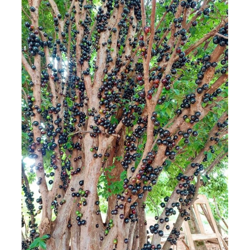 tanaman buah anggur brazil - tanaman - anggur brazil