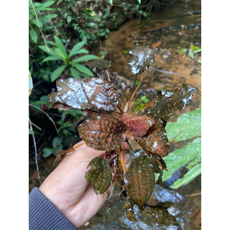cryptocoryne striolata