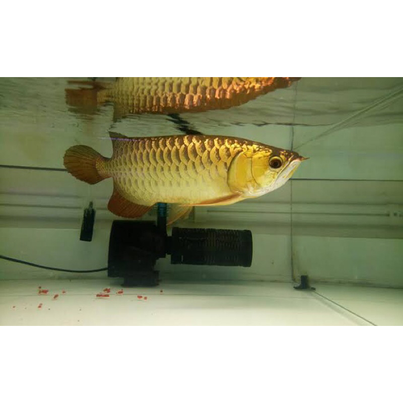 Arwana /  Arowana Golden CrossBack 24K 40cm up