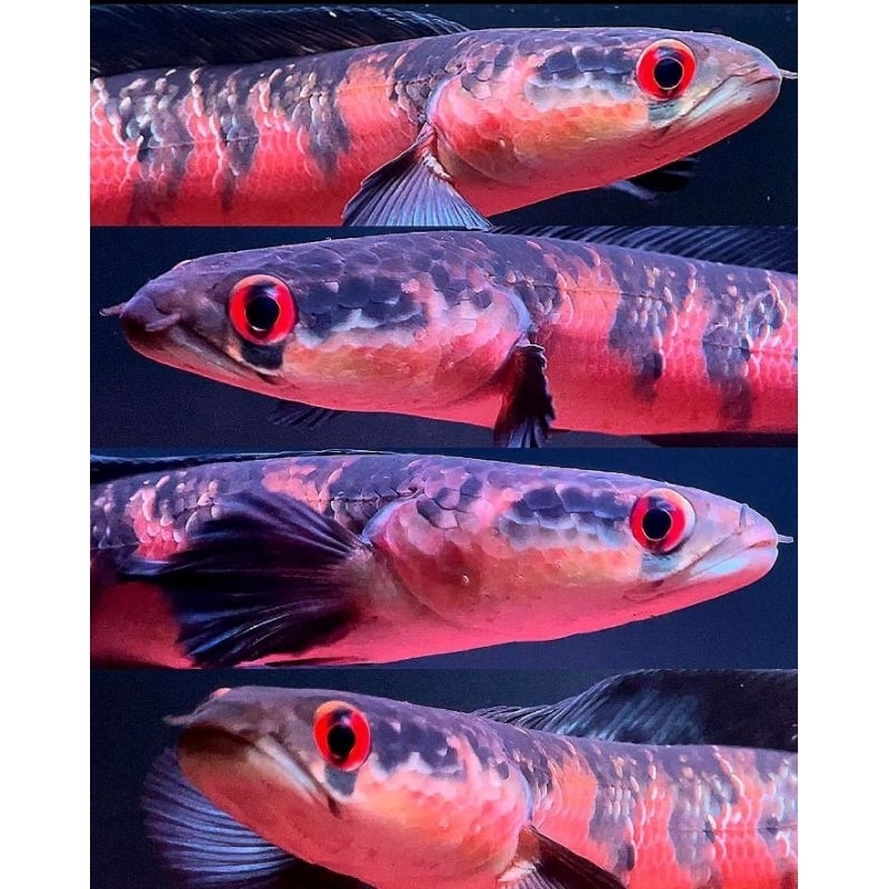 Chana Reds baritoh royal size 4-6 cm