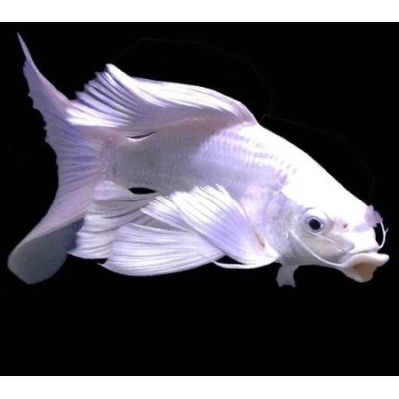 Bibit koi platinum slayer/kumpay 5-7cm (MINIMAL 5ekor)