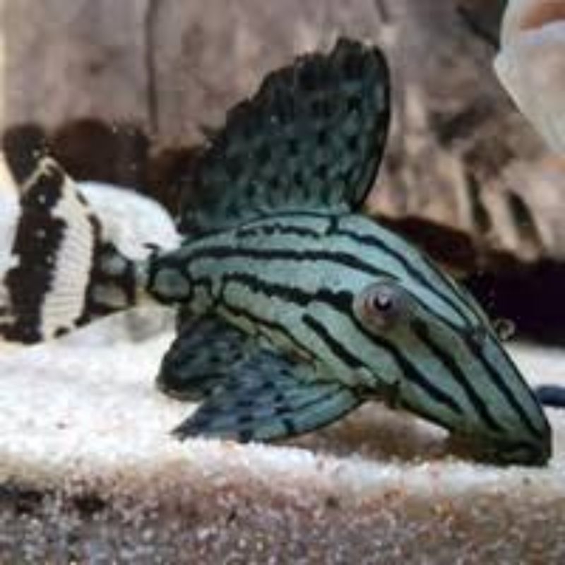 L191 Royal pleco
