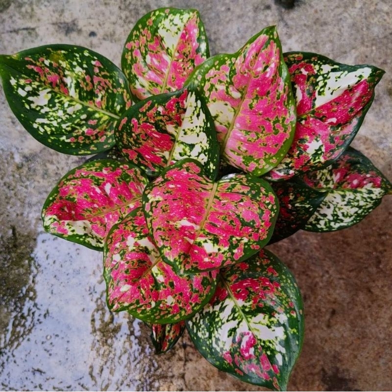 Aglaonema dud tri color daun bulat / Aglonema dud tri color minion florist nursery / Aglonema dud tr
