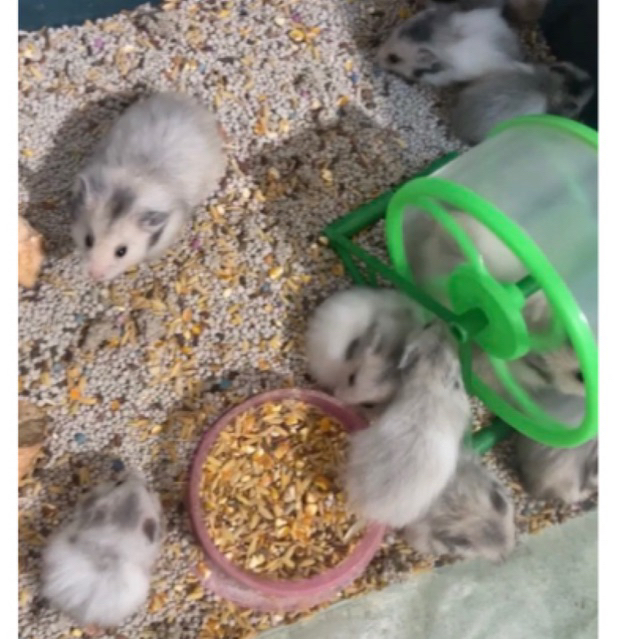 hamster fujiyama buy 1 get 1