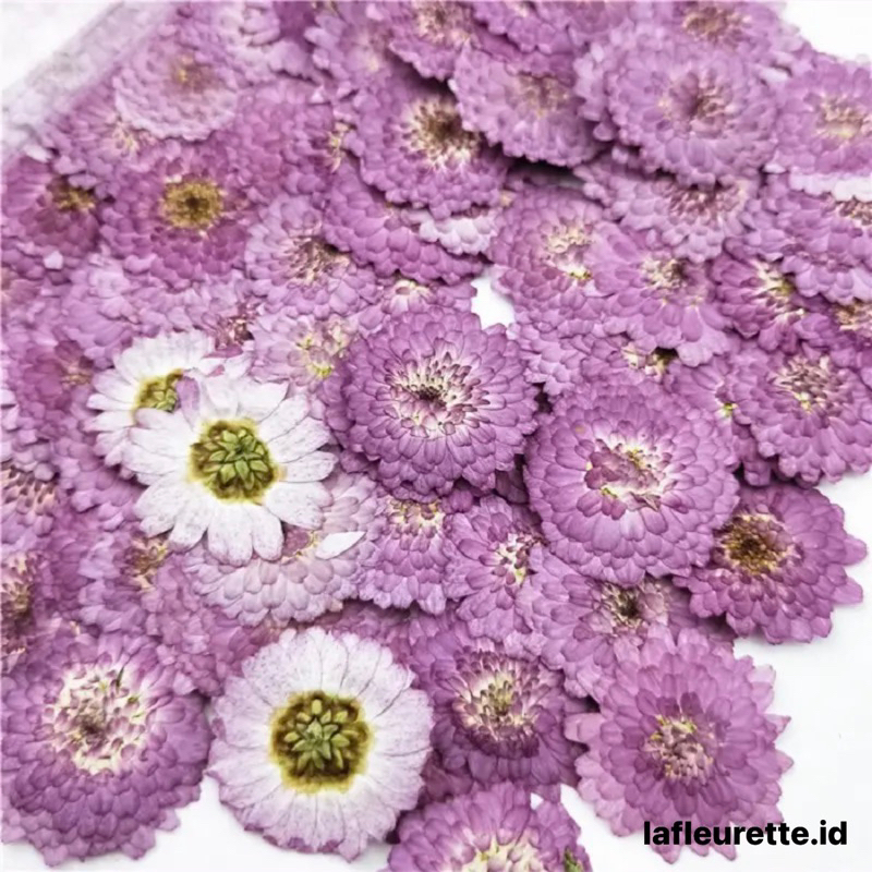 Pressed chrysan dried flower bunga kering preserved epoxy resin