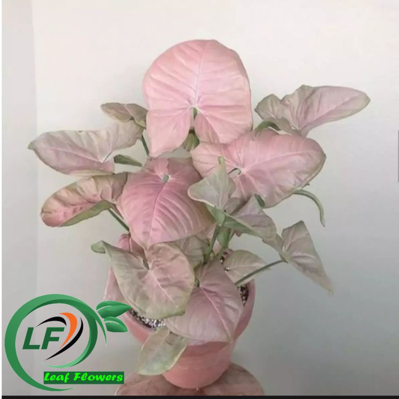(BISA COD) PROMO Aglonema sygonium pink - tanamanhias sygonium pink