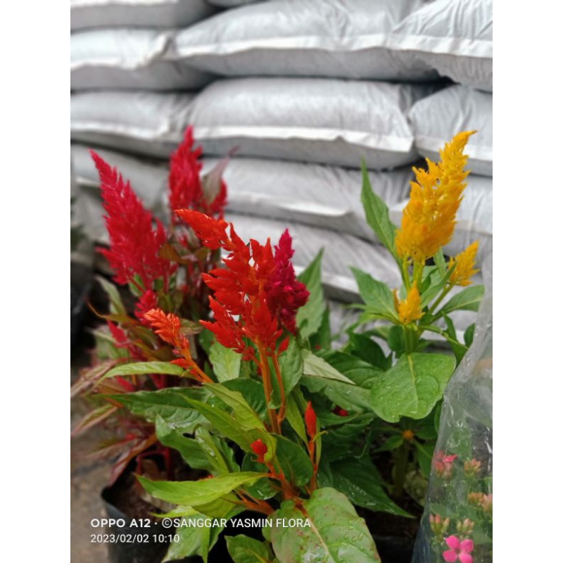 TANAMAN JENGGER AYAM CELOSIA