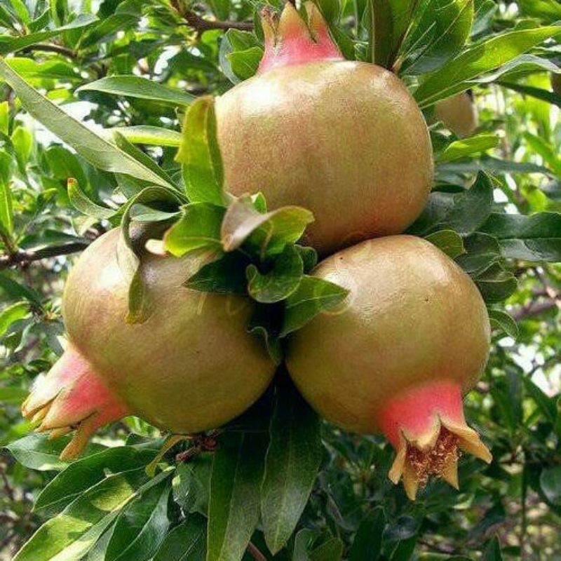 Bibit delima putih kondisi berbunga/berbuah