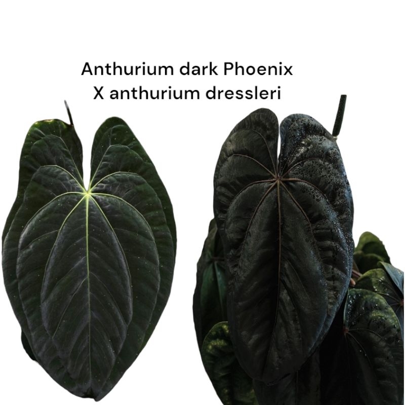 Anthurium Dark Phoenix X Anthurium Dressleri