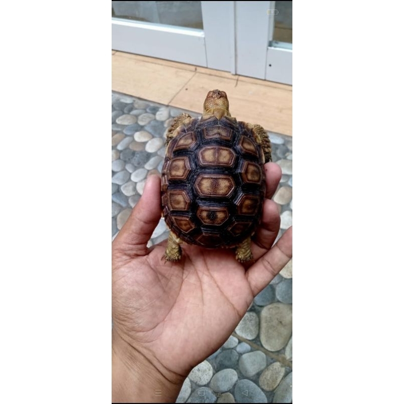 sulcata 9cm up