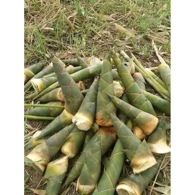 

Rebung bambu asli segar 1kg