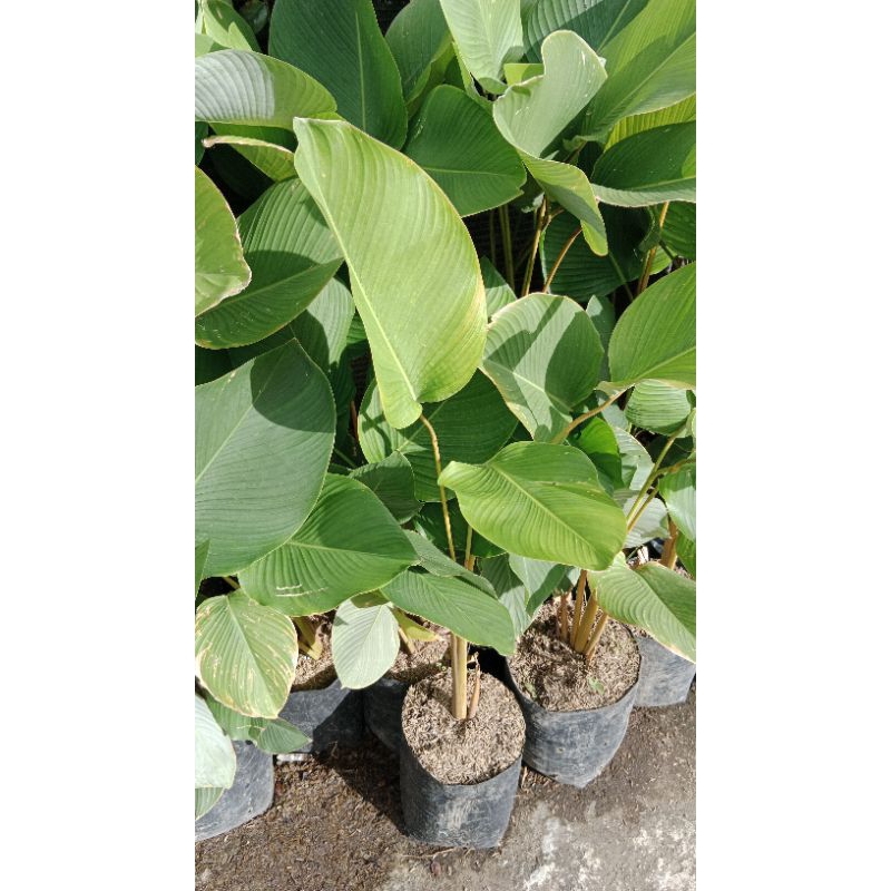 Calathea Lutea / Calathea Pisang-pisangan