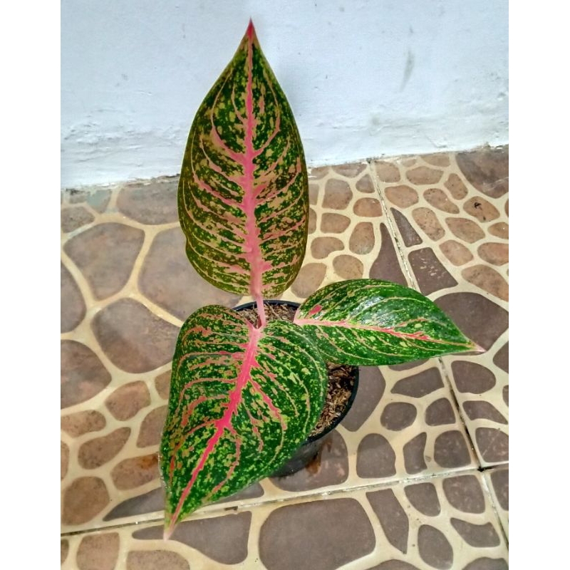 Tanaman hias aglonema tiara