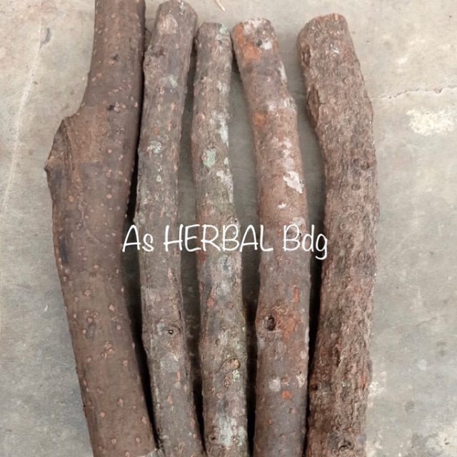 

Batang kayu lemo batang kilemo per 2 batang rempah nusantara