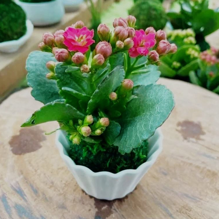 tanaman hias kalanchoe cocor bebek berbunga cantik