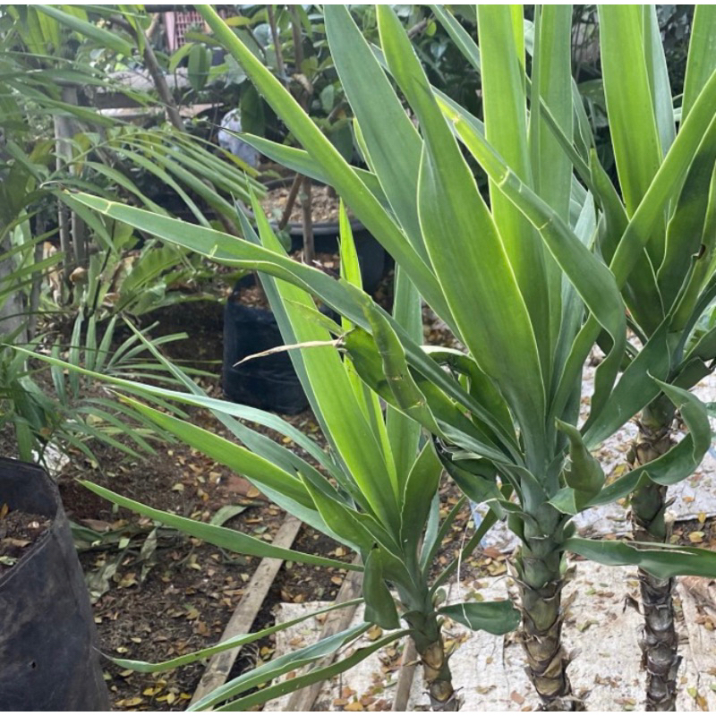 tanaman hias yucca