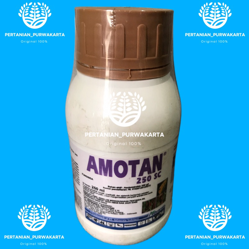 FUNGISIDA AMOTAN 250 ML MEMBASMI PENYAKIT ANTRAKNOSA PADA TANAMAN CABAI