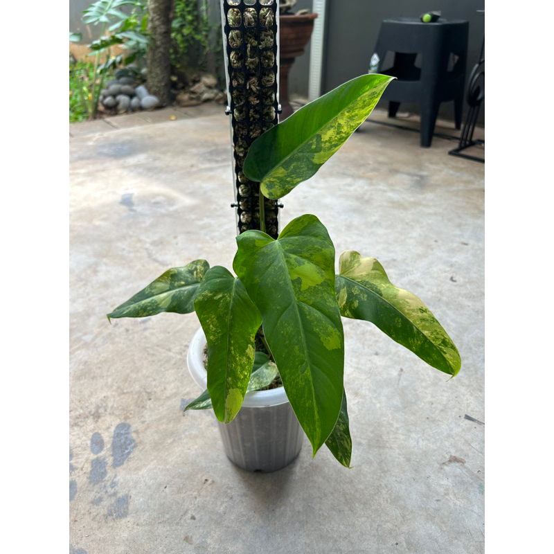 Domesticum variegata