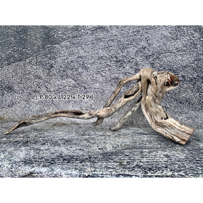 Kayu Santigi Laut Aquascape