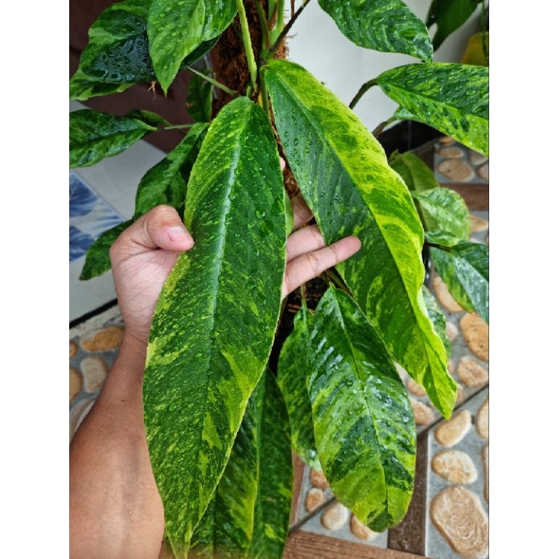 rhapidophora foraminifera varigata