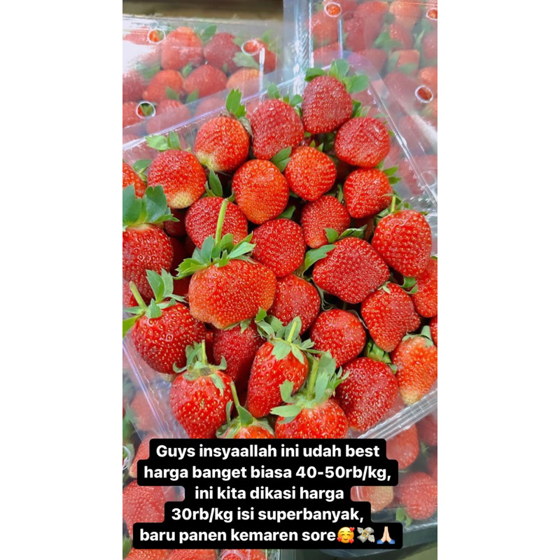 

STRAWBERRY FRESH 1kg