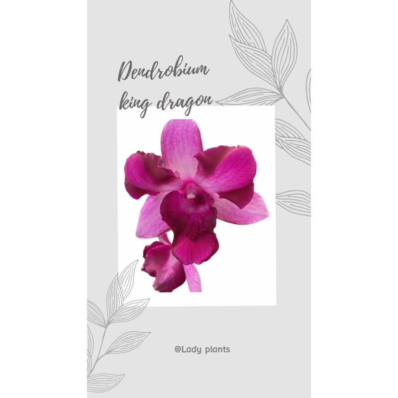 Dendrobium King Dragon premium