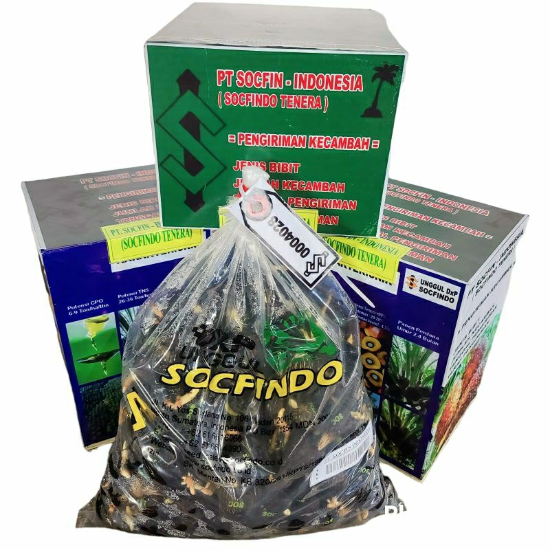 kecambah kelapa sawit unggul merk SOCFINDO Tenera isi 250 butir siap semai