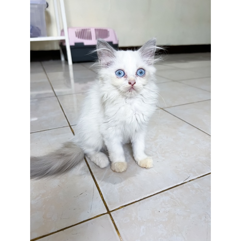 KUCING RAGDOLL