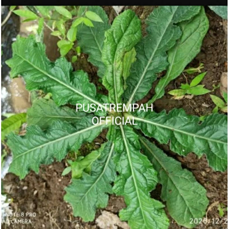 

TAPAK LIMAN SEGAR 100GR /500GR