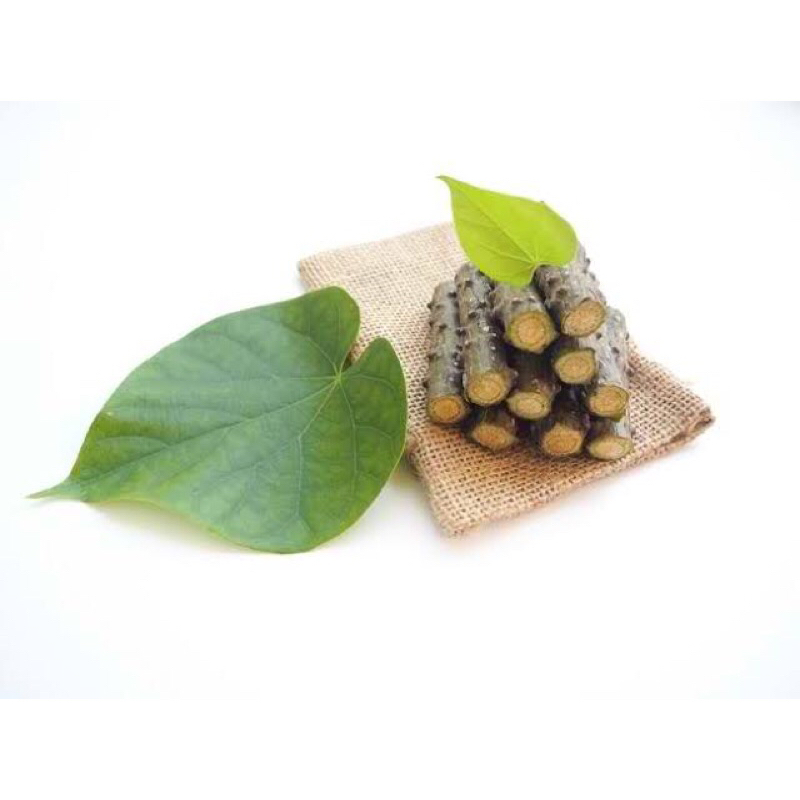 

BROTOWALI SEGAR 30 cm FRESH!!