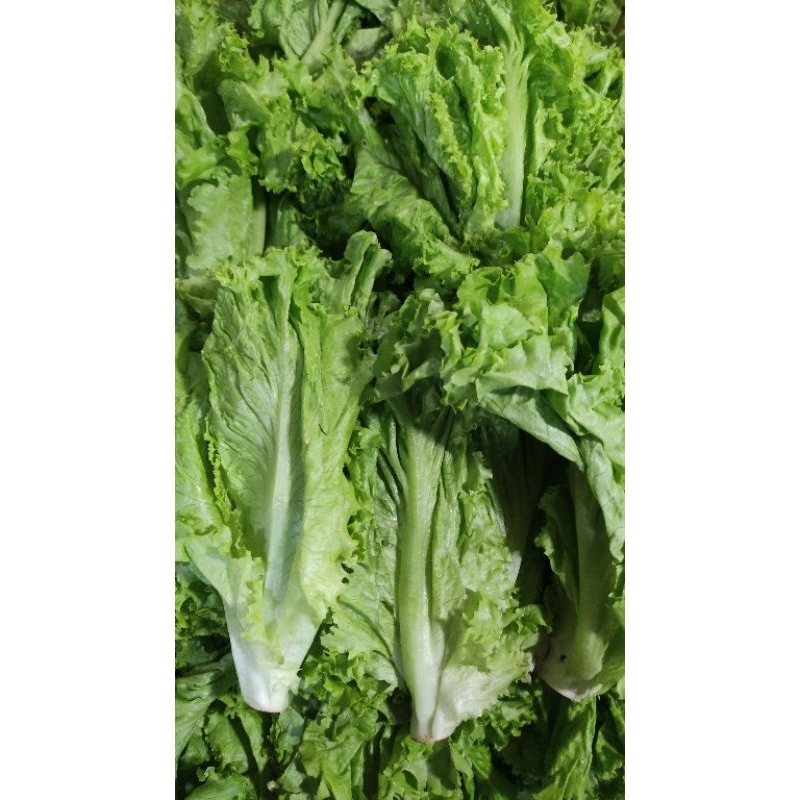 

Daun Selada 500 gr