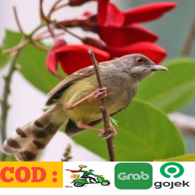 Burung Ciblek semi kristal jaminan jantan