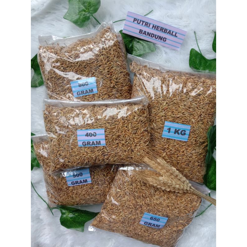 Benih padi beras ketan putih berkualitas produk unggulan