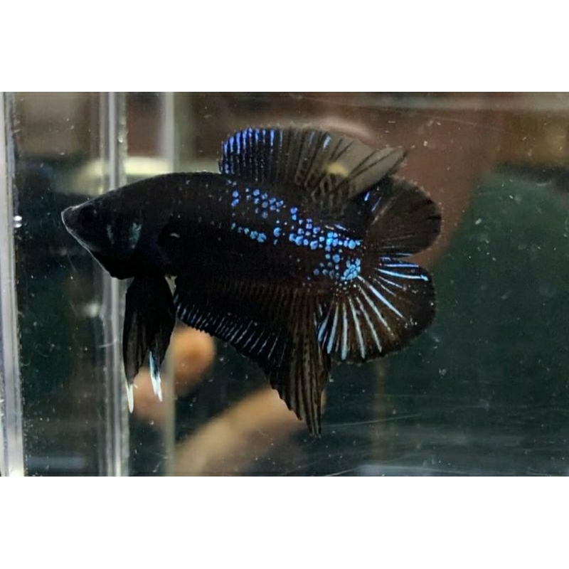 pkdt avatar cowok cewek