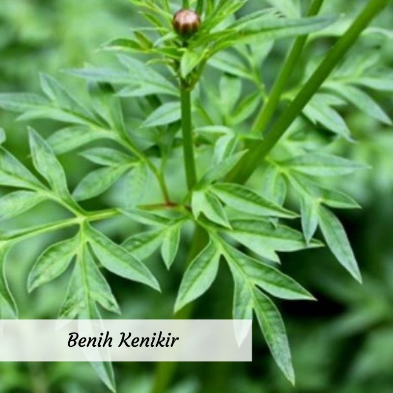 Benih Kenikir Benih Sayuran