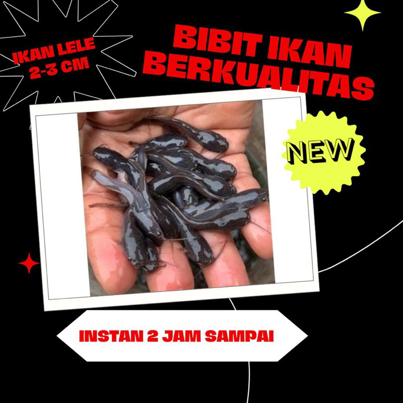 bibit ikan lele 2-3 cm