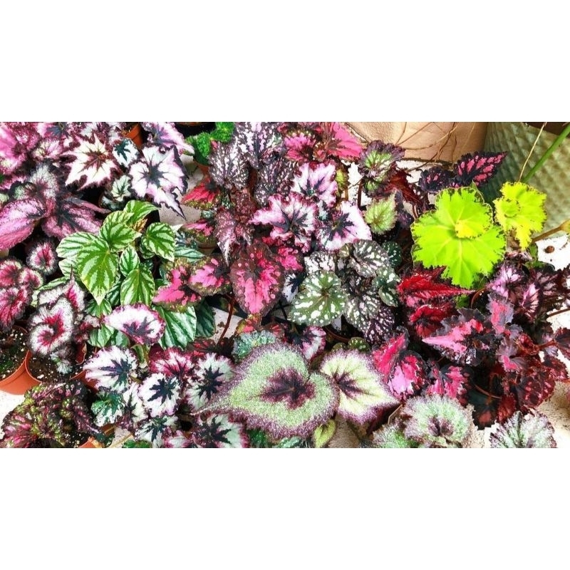 [BISA COD] Tanaman hias begonia tanaman tropis begonia jenis tanaman begonia promo tanaman begonia b