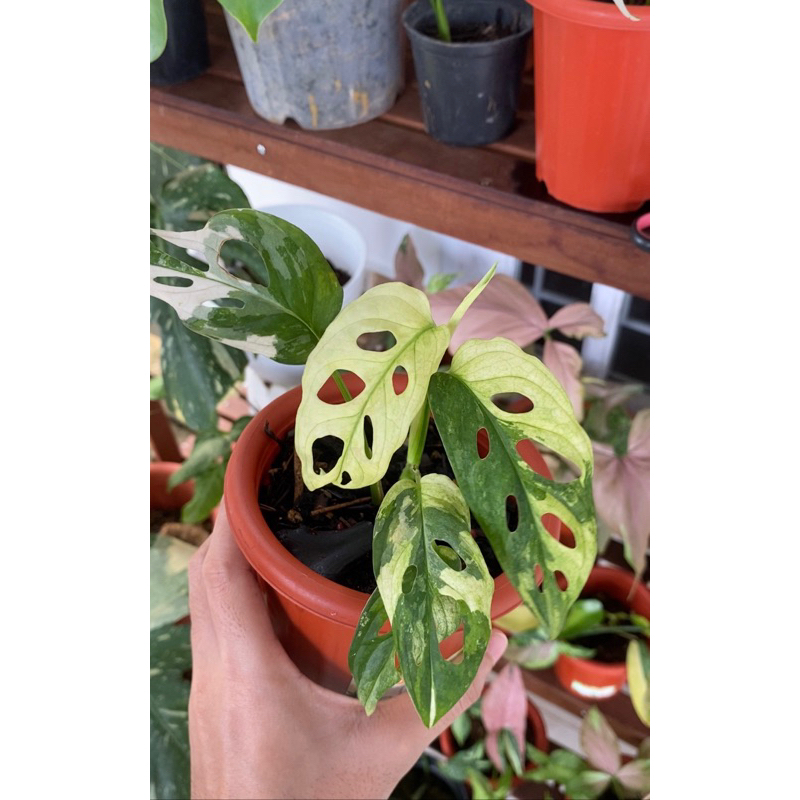 Janda Bolong Japan Variegata