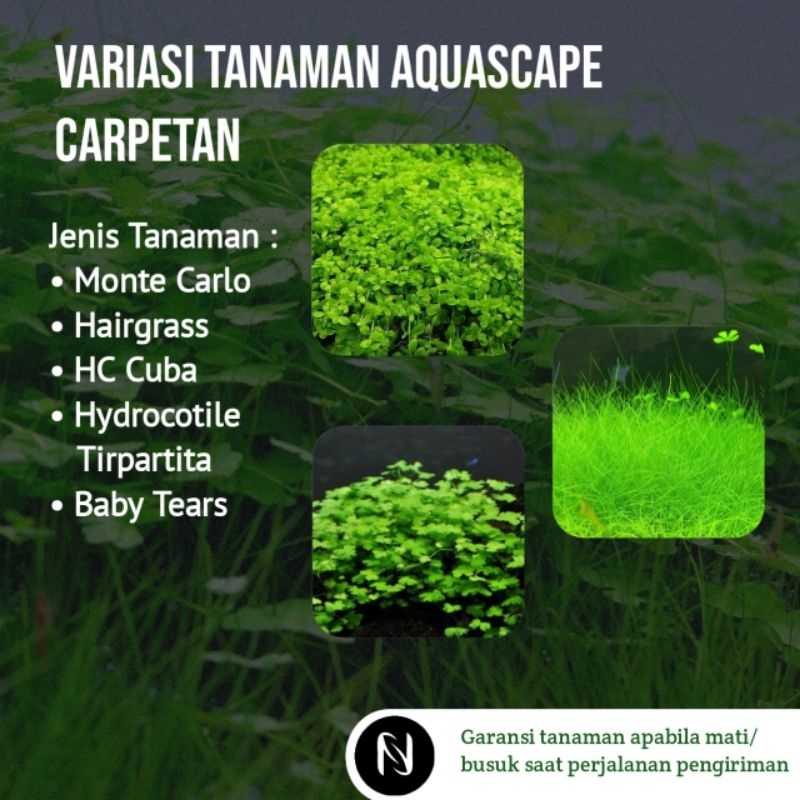 Variasi Tanaman Aquascape Carpetan - Tanaman Aquascape