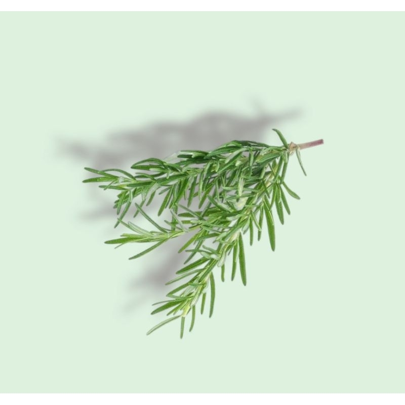 

Rosemary segar 100 gram
